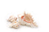 murex shell small large